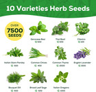 10 Herb Seeds Variety Pack - 7 000  Heirloom Non-gmo Seeds - Basil  Cilantro  La
