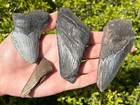 Big Fossil Megalodon Sharks Teeth Lot Of 4 South Carolina Shark Tooth Collection