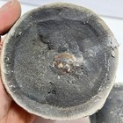 Washington Lincoln Creek Formation   Pulalius Vulgaris Crab Fossil In Concretion