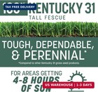 Pennington 100  Kentucky 31 Tall Fescue Penkoted Grass Seed 3 Lb