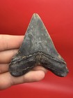 Incredible Megalodon Tooth Beautiful Symmetrical 3 54    All Natural No Repair