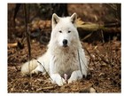 White Wolf  Iron On Transfer