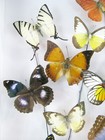 Real Preserved Beautiful Butterflies In 3d Showcase Xl - Unique Piece  - Art 05