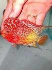 1 Male - Live Aquarium Flowerhorn Fish High Quality - Super  Red Dragon