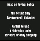 Live Betta Fish Halfmoon Male Grade Premium  ar  Usa Seller Rare Pattern