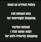 Live Betta Fish Plakat Male Grade Premium  bm  Usa Seller 