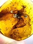 Burmese Burmite Cretaceous Beautiful Spongillafly Insect Fossil Amber Myanmar