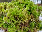 Live Sphagnum Moss 8 x10  Bag For Terrariums Orchids Reptiles Carnivorous Plants