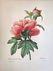 P  J  Redoute Beautiful Flowers Chinese Peony Botanical Art Print Book Plate 101