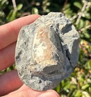 Fossil Crab In Matrix Ranina Sp  Rare Washington Crustacean Eocene Age