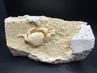 Potamon Fossil Crab - Excellent Detail 
