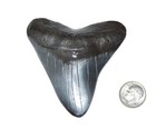 Megalodon Tooth  replica  Metal Belt Buckle Giant Fossil Shark