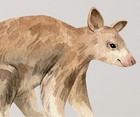 Tree Kangaroo Fabric Wall Decal Australian Jungle Zoo Animals Wall Sticker Decor