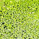 4500  Duckweed Live Plant Buy2get1 Free Aquarium Pond No Insects parasites Fast