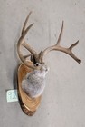 New Jackalope Mount taxidermy deer Mount antlers craft hunting art fishing gift