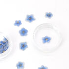 20pcs Real Pressed Dry Forget Me Not Flowers For Art Craft  Blue And White Fcd21