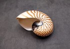 Half Cut Natural Seashell Pairs Nautilus Pompilius  1 Pair Approx  4  Inches 