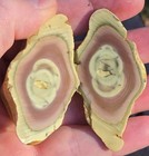 Royal Imperial Jasper Nodule Cut In Half Beautiful Egg Circle Pattern Rough