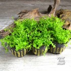 Pearl Weed Hemianthus Portion Cup Live Aquarium Plant Buy 1 get 1 50 off