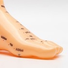 Human Foot Acupoint Model Traditional Chinese Medicine Teaching Equipment