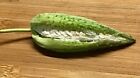 5 Milkweed Seed Pods W  Seeds   Arts   Crafts floral Arrangements pesticide Free