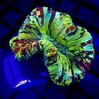 Rainbow Trachyphyllia Medium Wysiwyg - Indigo Corals - Ic 3113 - Trachy