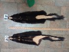 Tanned  Skunk Pelt  Winter Hide Skin Animal Fur Good Leather