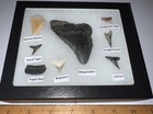 Megalodon Era Shark Teeth Collection Framed Labeled Fossil Shark Tooth Lot 