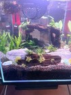 Diy Aquascape Kit For 7 Gallon Tank - Complete Live Planted Aquarium