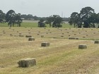 Bermuda Coastal Square Bale horse Hay 