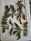 6 Hornwort Plants Live Aquarium Plants  buy 2 Get 1 Free     Free Mystery Plant