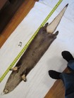 Dark River Otter Pelt With Feet  Animal Hide Winter Fur 
