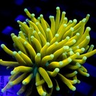 Ultra Malaysian Gold Torch Coral Wysiwyg - Indigo Corals - Ic 3733