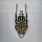 Real Insect Specimen African Goliath Beetle Shadow Box Taxidermy Bug Butterfly