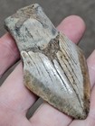 3  Authentic Prehistoric Megalodon  Fossil Shark Tooth Teeth 100  Authentic 