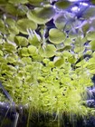 Buy 2 Get 1 Free   Amazon Frogbit Live Aquarium pond Plant  4 Plants 