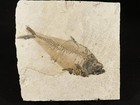 X-ray Bones  Larger 50 Million Year Old  Diplomystus Fish Fossil Wyoming 764gr