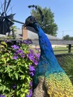 India Blue Peacock  Wall Mount  Peacock  Peacock Taxidermy  Premium Taxidermy