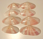 8 Brilliant Naturally Pierced Tellin Shells From The Turks   Caicos