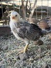 Gamefowl Clement Grey 6 Fertile Eggs