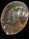 625 Haliotis Californiana 182 9mm Top Grading Important Natural Seashell Rare