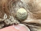 Vintage Steiff Mohair Teddy Bear 14    Jointed Button In Ear Germany 1950s-60s
