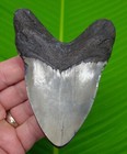 4 50    Megalodon Shark Tooth Real Fossil No Restorations Sharks Teeth