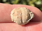 Texas Fossil Brachiopods Lot Hystriculina Wabashensis Permian Pueblo Formation