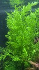 Hygrophila Difformis Aka Water Wisteri  Live Aquatic fish Tank Plant 