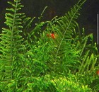 Vesicularia Sp  Anchor Moss - Live Submerged Freshwater Aquarium Plant