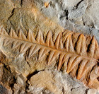 Museum Quality 3d Rare  plant Fossil Fern Lonchopteris   Parasitic Aphlebia    