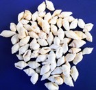 1 2 Lb Tiny White Nassa Mini Shells  1 4-5 8   Beach Arts Crafts Hobby Filling