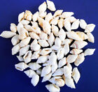 1 4 Lb Tiny White Nassa Mini Shells  1 4-5 8   Beach Arts Crafts Hobby Filling