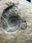 Deep Center  16    Texas Cretaceous Fossil Ammonite eopachydiscus Marcianus 